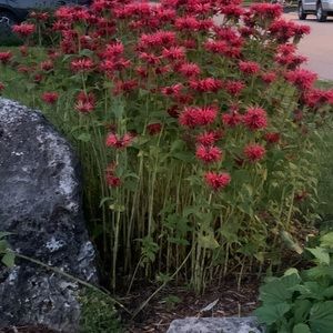 Meet your Posher, Savi